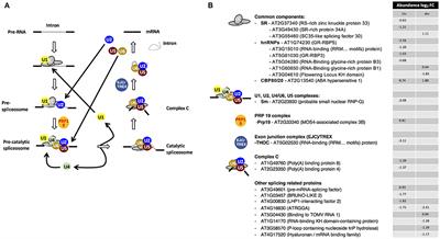 Drought Stress Causes Specific Changes to the Spliceosome and Stress Granule Components